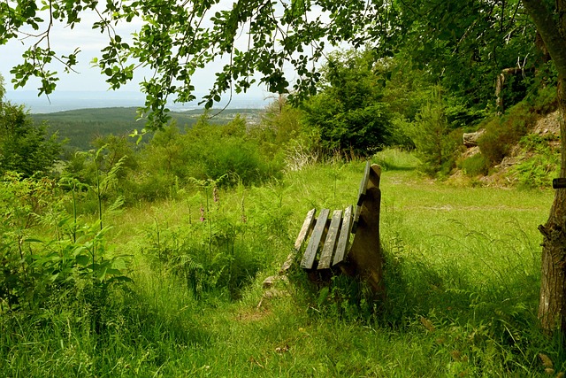 比锡红牛 比锡红牛